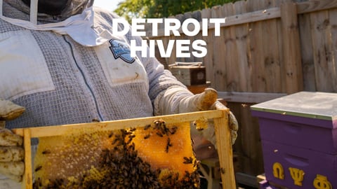 Detroit Hives cover image