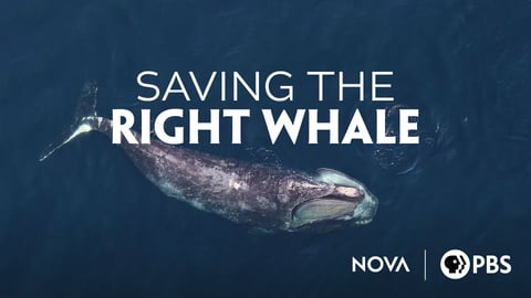 Saving the Right Whale cover image