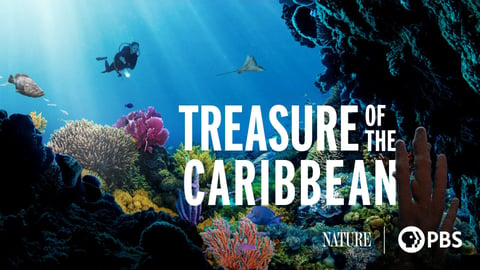 Treasure of the Caribbean cover image
