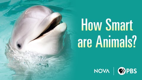 NOVA ScienceNow - How Smart are Animals?