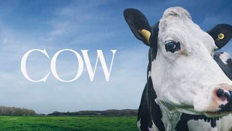 Cow cover image