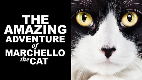 The Amazing Adventure of Marchello the Cat cover image