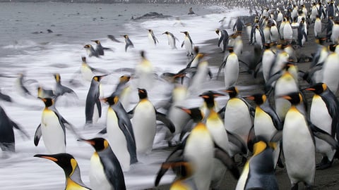 Antarctica: A Photographer's Paradise cover image