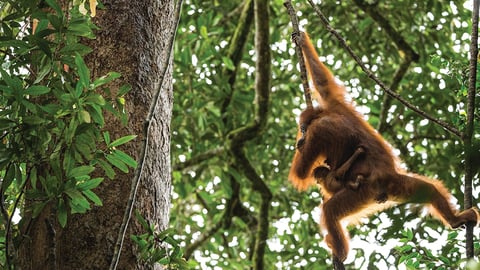 Orangutans: Photographing Animal Communities cover image