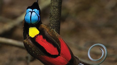Birds of Paradise: Ultimate Photo Challenge cover image