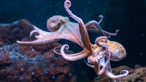 Fewer Octopuses or Less Octopi? cover image