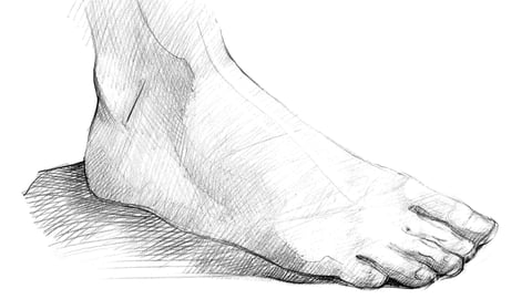 The Figure: The Head, Hands, and Feet cover image