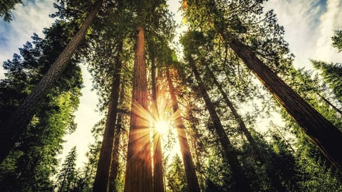 Redwoods, Sequoias, and the Sierra Nevada cover image