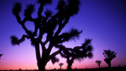 Pinnacles to Joshua Tree: The San Andreas cover image
