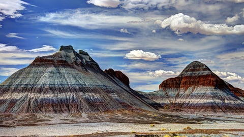 Petrified Forest and Other Fossil Parks cover image