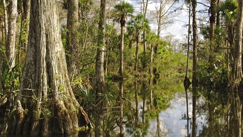 The Everglades and the Congaree Bottomland cover image