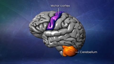 Memory, Mind, and Brain cover image