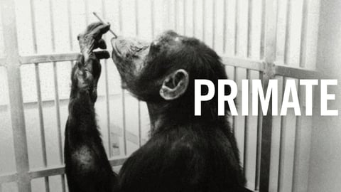 Primate cover image