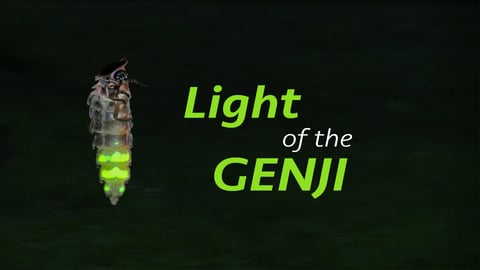 Light of the Genji cover image