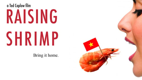 Raising Shrimp