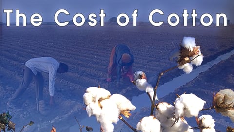 The cost of cotton cover image