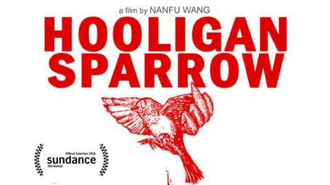 Hooligan sparrow
