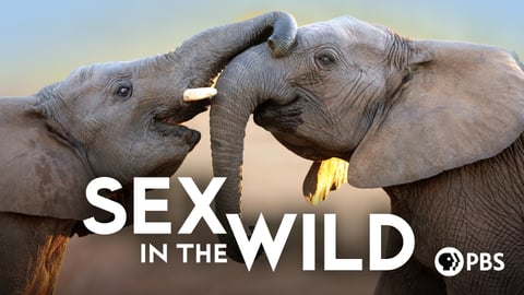Sex in the Wild cover image