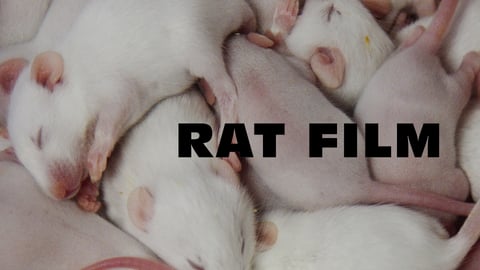 Rat Film cover image