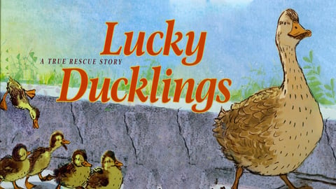 Lucky Ducklings cover image