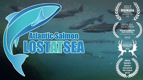 Atlantic Salmon: Lost at Sea cover image