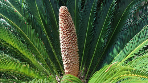 Plant Science. Episode 10, Advent of Seeds: Cycads and Ginkgoes cover image