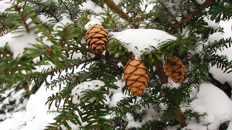 Plant Science. Episode 11, Why Conifers Are Holiday Plants cover image