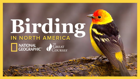 The National Geographic Guide to Birding in North America cover image