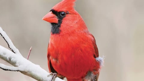 The National Geographic Guide to Birding in North America
