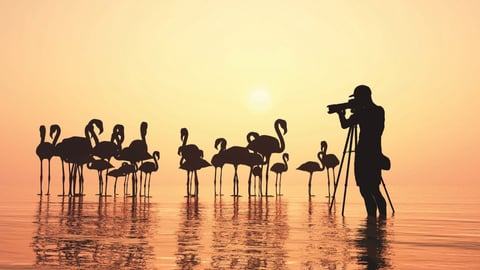 The National Geographic Guide to Birding in North America. Episode 20, Photography for Birders cover image