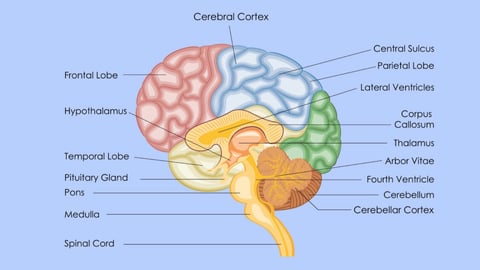 Your Best Brain. Episode 3, Damaged Brain, Damaged Function cover image