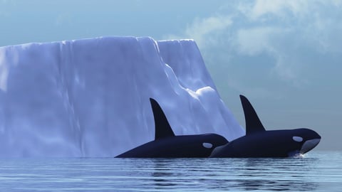 Polar Explorations. Episode 12, Marine Mammals, from Whales to Walruses cover image