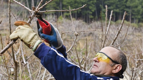 How to Grow Anything: Trees and Shrubs. Episode 8, Pruning Old and Young Trees cover image