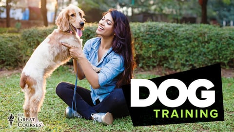 Dog Training 101 cover image