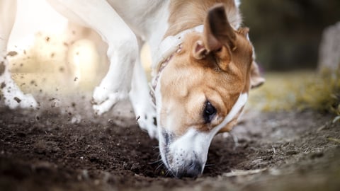 Dog Training 101. Episode 21, Housetraining, Chewing, and Digging cover image
