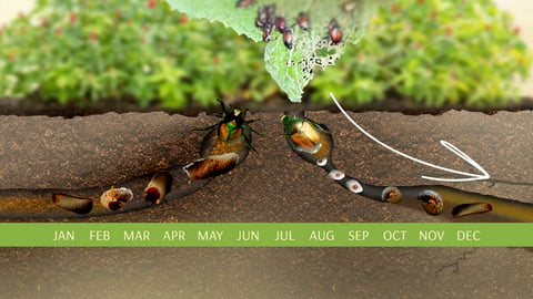 The Science of Gardening. Episode 21, What to Do about Insects cover image