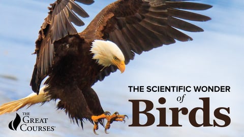 The Scientific Wonder of Birds cover image