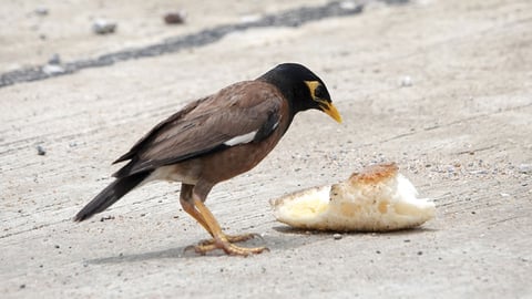 The Scientific Wonder of Birds. Episode 5, Bird Brains: Tool Wielders and Snack Stealers cover image