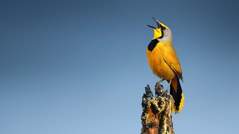 The Scientific Wonder of Birds. Episode 8, Bird Songs and Calls: Music with a Message cover image