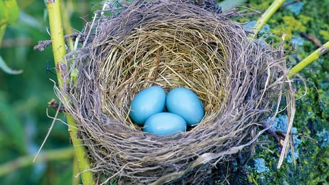 The Scientific Wonder of Birds. Episode 11, Nests and Eggs: A Home in the Sticks cover image