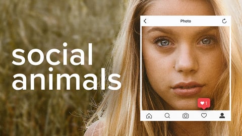 Social Animals cover image