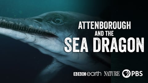 Nature: Attenborough and The Sea Dragon cover image