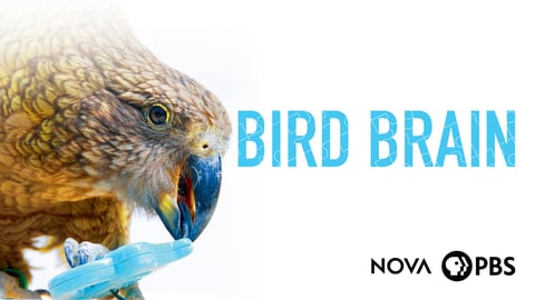 NOVA: Bird Brain cover image