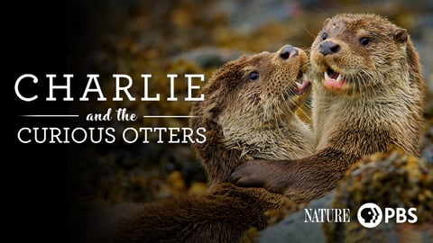 Nature: Charlie and the Curious Otters cover image