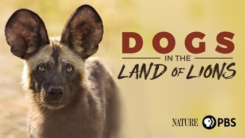 Nature: Dogs in the Land of Lions cover image