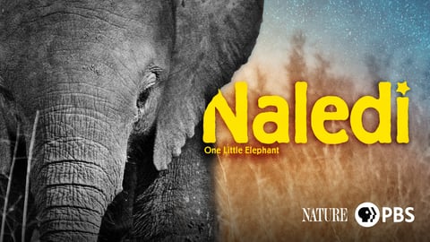 Naledi: One Little Elephant cover image