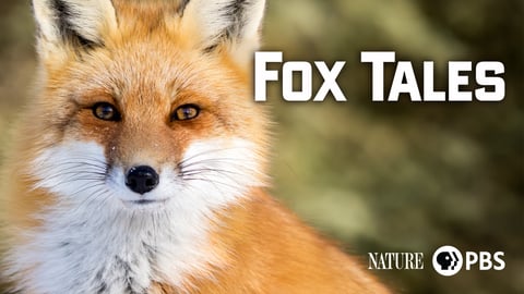 Fox Tales cover image