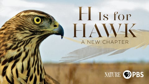 H Is for Hawk: A New Chapter cover image