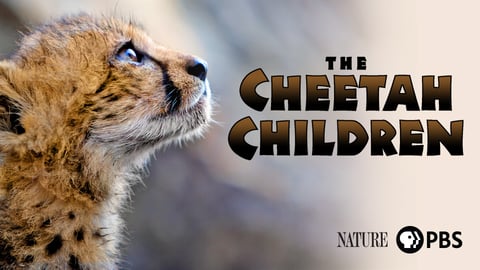 The Cheetah Children cover image
