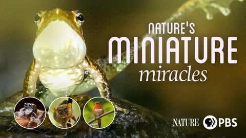 Nature’s Miniature Miracles cover image